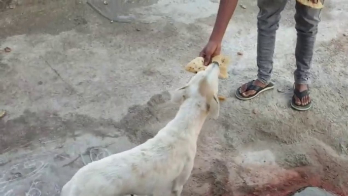 Mother Dog asking food for her puppies | mother dog carries food for her puppies