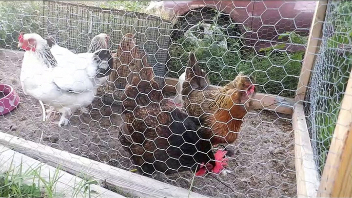 Our Chickens Strutting Their Stuff at the Roznak Retreat