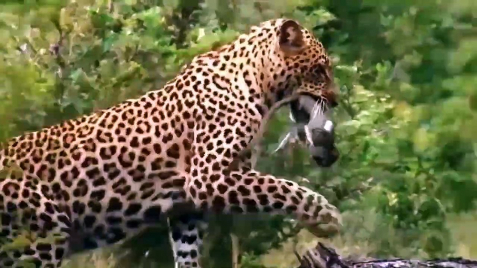 12 Most Amazing animal attacks caught on camera(720P_HD)