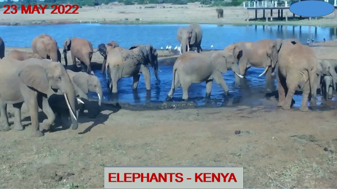Tsavo East Kenya - Elephants