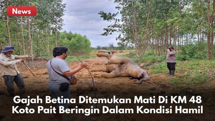 Gajah Sedang Hamil, BBKSDA Riau: Mati Di Tangan Orang Tak Bertanggung Jawab !