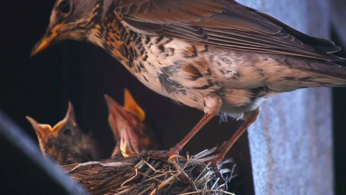 Bird Taking Care of the Chicks in the Nest