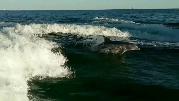 A Pod of Dolphins in the Ocean