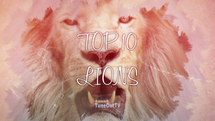 Wanna see some amazing lions? Watch this top 10 majestic lions compilation ^^