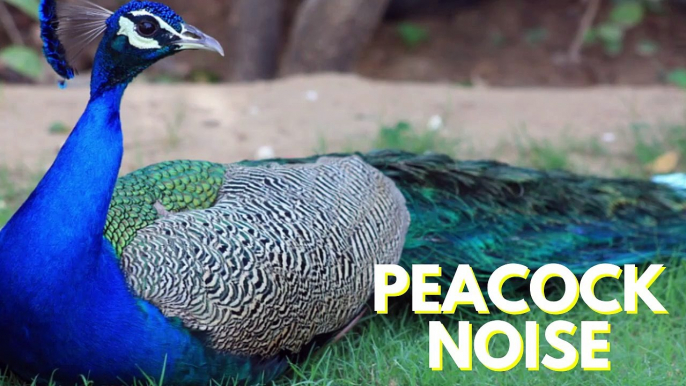Peacock Noise Effect | Peacock Bird Voice Sound Video By Kingdom Of Awais