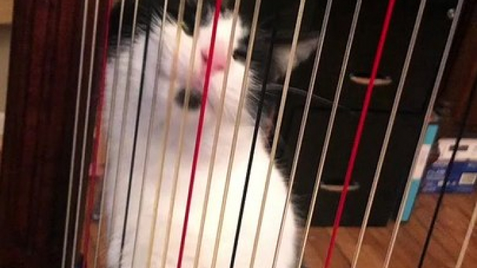 Kitty Licks Harp Strings