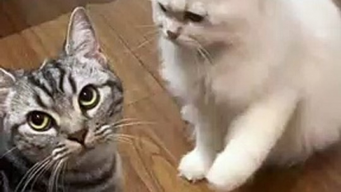 Cats Fighting Each Other | Cat Funny Moments | Cute Pets | Funny Animals #animals #pets #cats #cat
