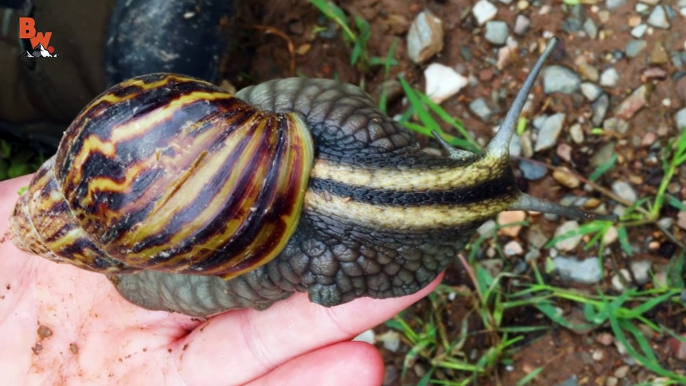 SUPER-SIZED SNAIL!