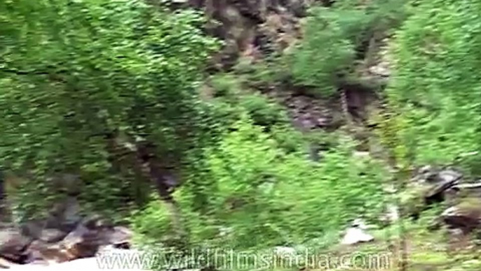 Rishi Ganga torrent rushing through Nanda Devi sanctuary