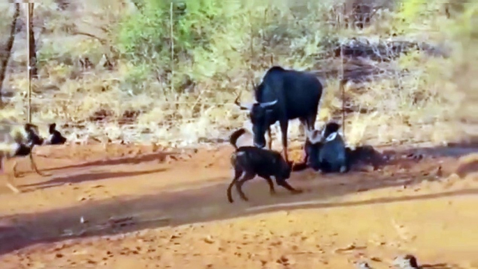 Best attack wild Epic Battle Of Wild dogs vs Animals is not never   Lion , Buffalo , warthog , deer