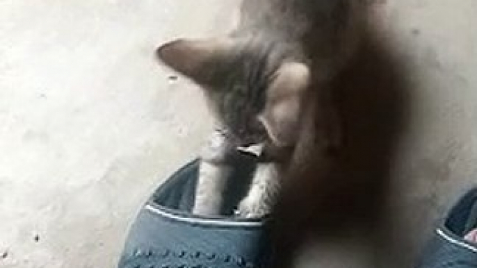 funny cats and kittens playing #cats #kitten #playing #funny #funnyvideo #catsvideo #funnyanimals