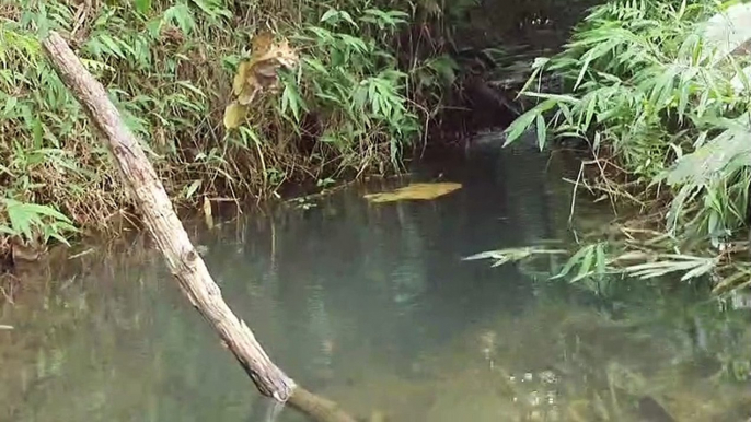 Natural Stream Creek - Cool Water From the Top of the Mountain - Beautiful Natural Scenery