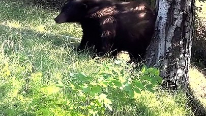 Bear Takes Plunge in Backyard Pool