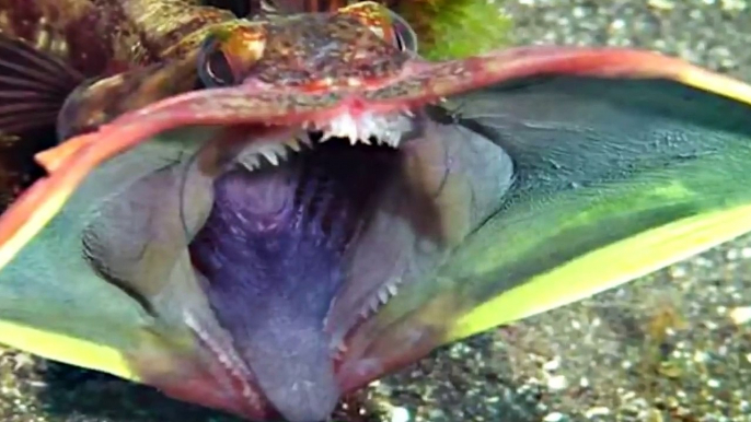 TOP 15 SCARY Ocean Creatures