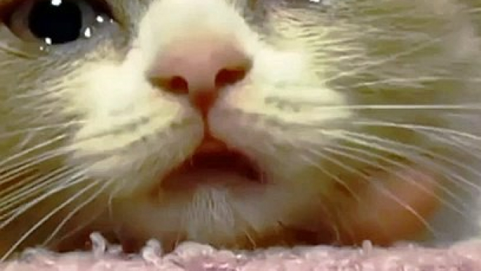 Cats video | Animals video clips | Sad cat