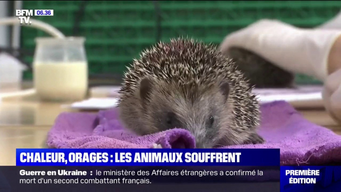 Entre les orages et les fortes chaleurs, de nombreuses espèces d'animaux souffrent aussi de la météo