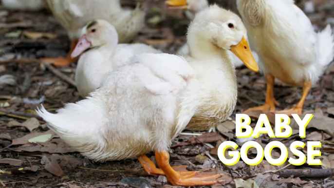 Cute Baby Goose Pet Video By Kingdom Of Awais