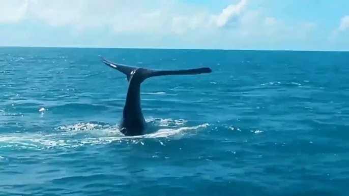 The Biggest Whale in the Ocean