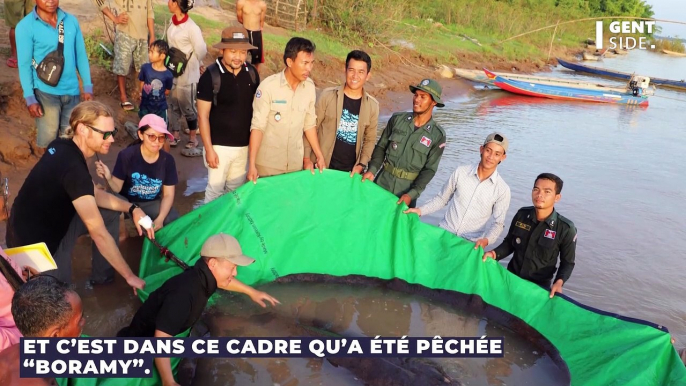 Le plus gros poisson d'eau douce vient d'être pêché et pèse... 300 kg (VIDÉO)