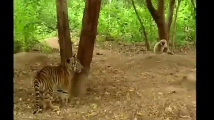 Monkey and Tiger Funny Fight