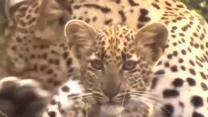 Big Mistake When Eagle Provoked Leopard Cub and the Unexpected _ Mother Leopard Fail