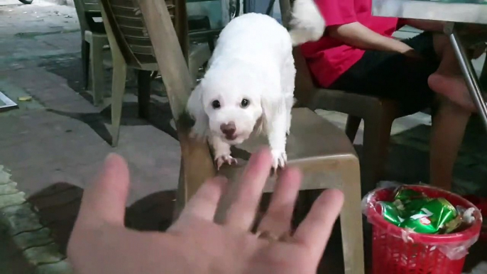 How Hybrid Poodle Dog Reacts When Seeing Stranger - Running, Barking_ _ Viral Dog