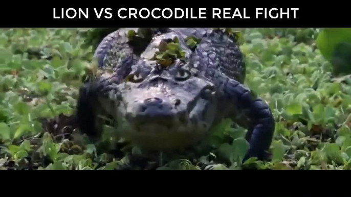 Lion VS Crocodile Great Battle - Most Amazing Moments Of Wild Animal Fight. Discovery Wild Animals