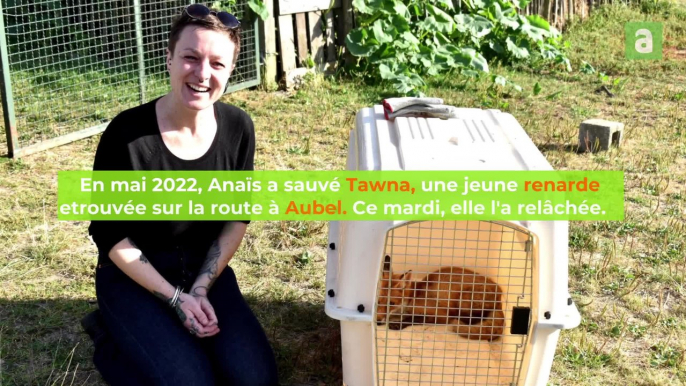 Tawna, le renardeau sauvé à Aubel, a enfin pu retrouver son milieu naturel