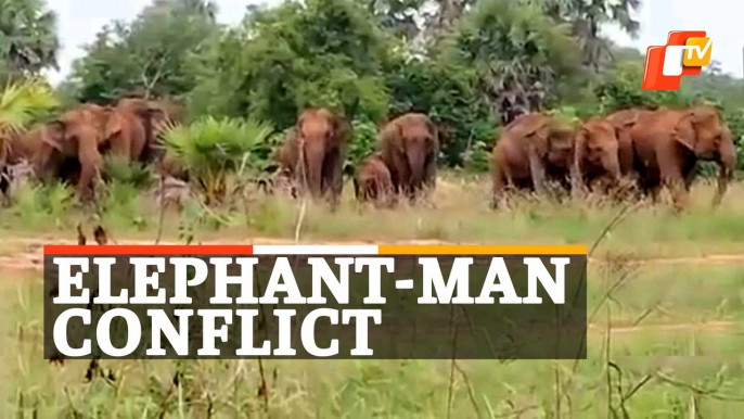 Elephant Herd Wreaks Havoc In Odisha’s Angul