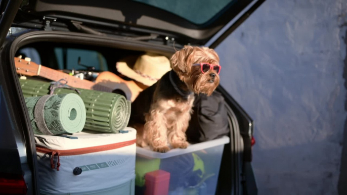 Heading on a road trip with your dog? Keep your pet safe and comfy with these 5 tips