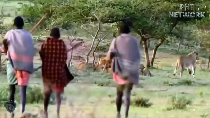 Lion Ruthlessly Attacked Wild Horse  Suddenly The Maasai Tribe Appeared, What Will Happen Next