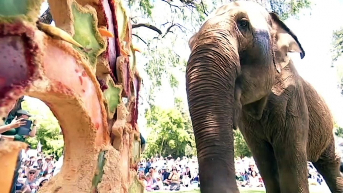 Beloved elephant dies at Perth Zoo at age of 65