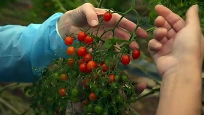 Snack sized produce adding lots of hard work for growers