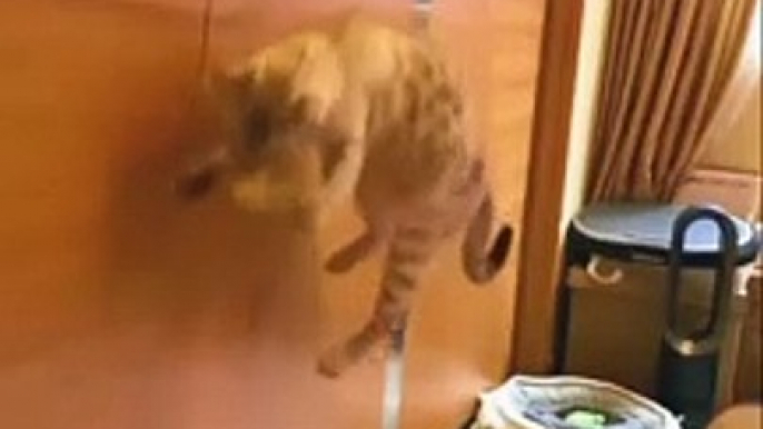 funny video clips  funny video clips indian  funny video clips 2022 funny cats funny cat video funny video cats,funny cat videos funny dog video funny video compilation funny cats