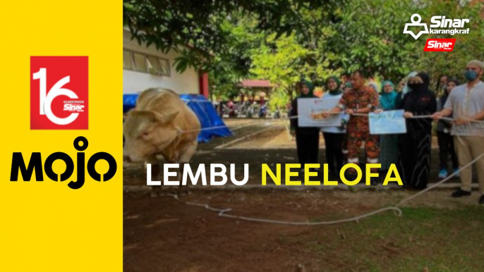 Abang bomba 'mandi peluh' tumbangkan lembu Neelofa