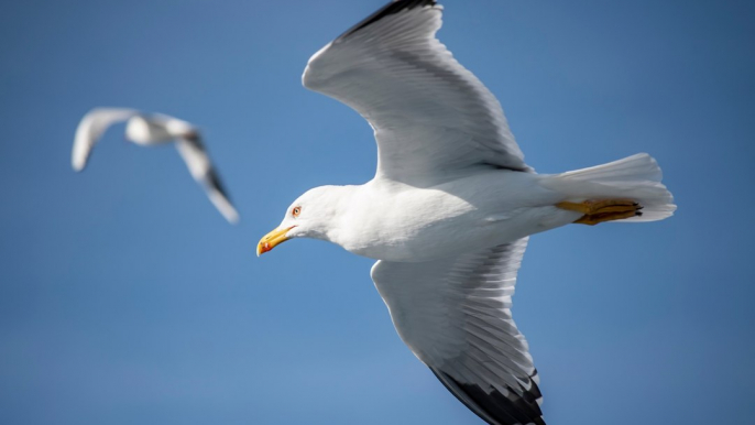 Lancaster Guardian news update 14 July 2022: Morecambe pub bids to stop seagulls