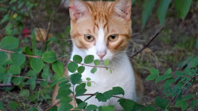 Cat returned to owners after spending three weeks hiding in US airport