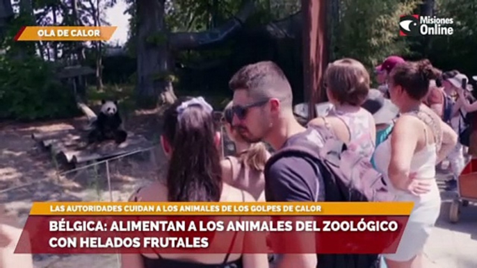 Bélgica: alimentan a los animales del zoológico con helados frutales