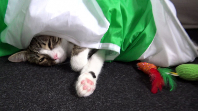 Cute Sleepy Kitty Hides in Cat Tunnel