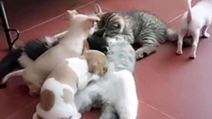 Mother Cat Takes Care of Kittens and Puppies