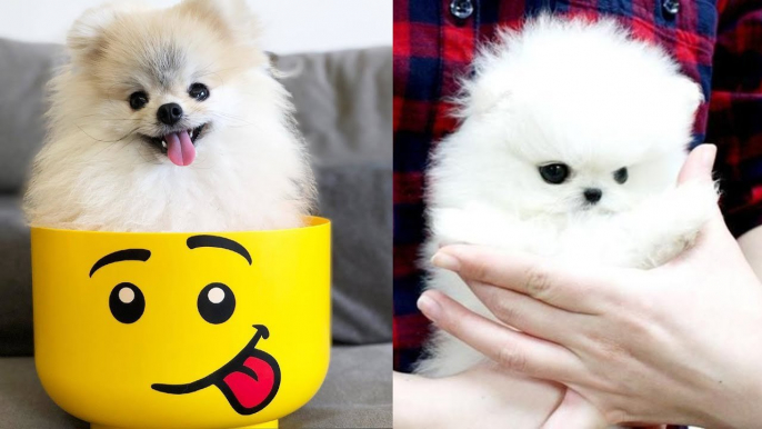 Mini Pomeranian - Funny and Cute Pomeranian Puppies Videos Compilation