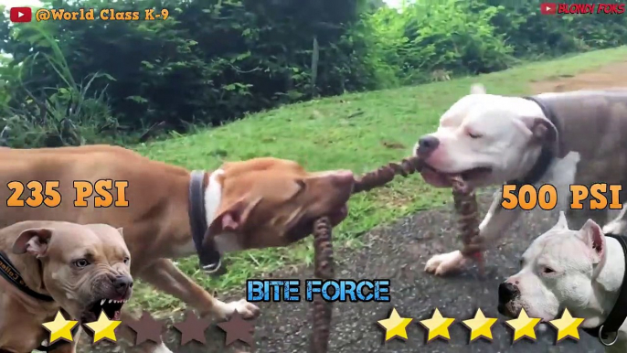 Pitbull VS Dogo Argentino - Dogo Argentino VS Pitbull - Blondi Foks