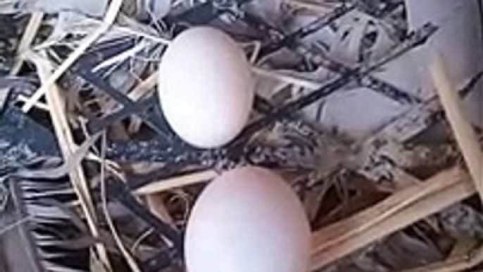 pigeon eggs,pigeon,pigeon egg,pigeons,pigeon eggs hatch,pigeon eggs hatching,pigeon eggs not hatching,pigeon egg hatching,fancy pigeon,how long pigeon eggs take to hatch,hatching pigeon eggs with incubator,pigeon racing,pigeon eggs time,eating pigeon eggs