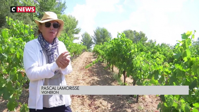 Canicule - Les producteurs d'huile d'olive et de vin inquiets à cause de la sécheresse qui touche la France depuis plusieurs semaines : « C’est catastrophique ! » - VIDEO
