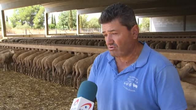 Las altas temperaturas suponen un golpe más a la ganadería