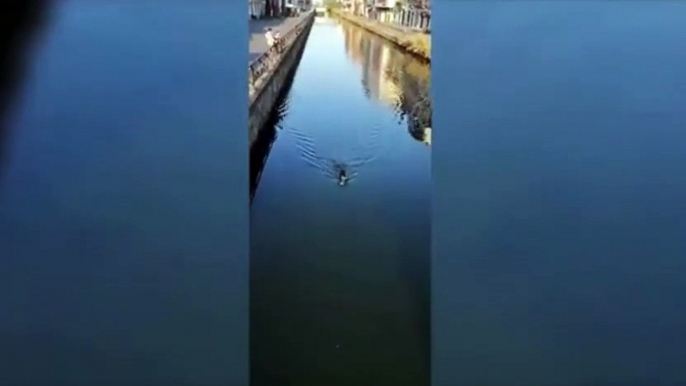Milano, cinghiale nuota nel Naviglio