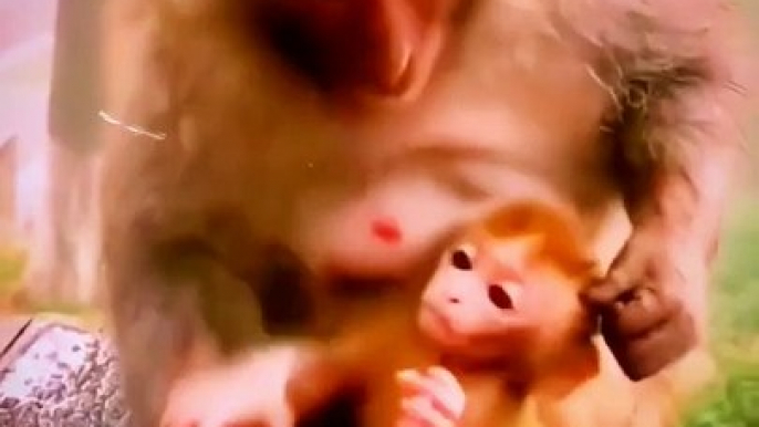 Wow Very Cute Little Monkeys And Mothers Monkey Videos _ Cute Animals Video #shorts #animals #viral