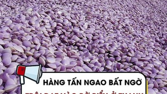 Hàng tấn ngao bất ngờ trôi dạt vào bờ biển ở Thanh Hóa kéo dài gần 3km