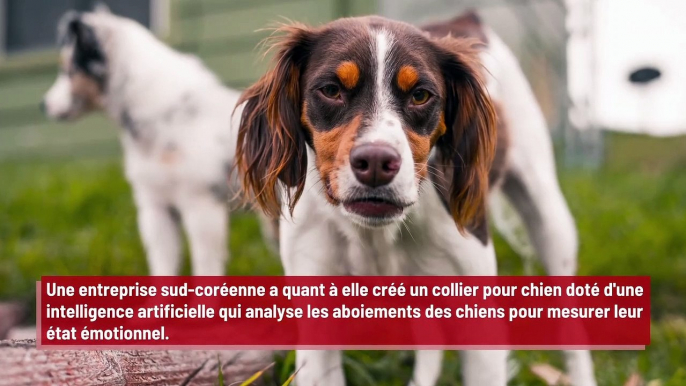 Les humains pourraient bientôt parler aux chiens !