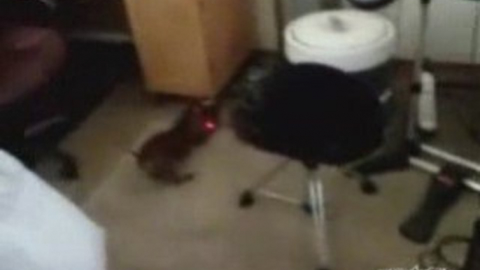 Dog Chases Laser Attached to Colar